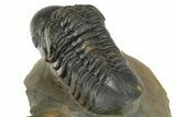 Two Detailed Reedops Trilobite - Atchana, Morocco #283857-5